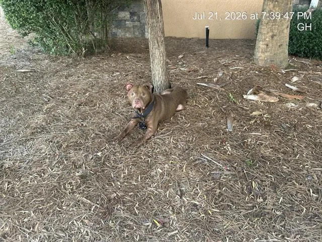 An adult large-sized male Pit Bull Terrier dog named Henry for adoption in Ocala, FL