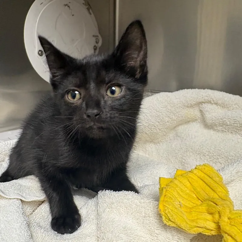 A baby small-sized female Black Domestic Short Hair cat named Arista for adoption in Milton, FL