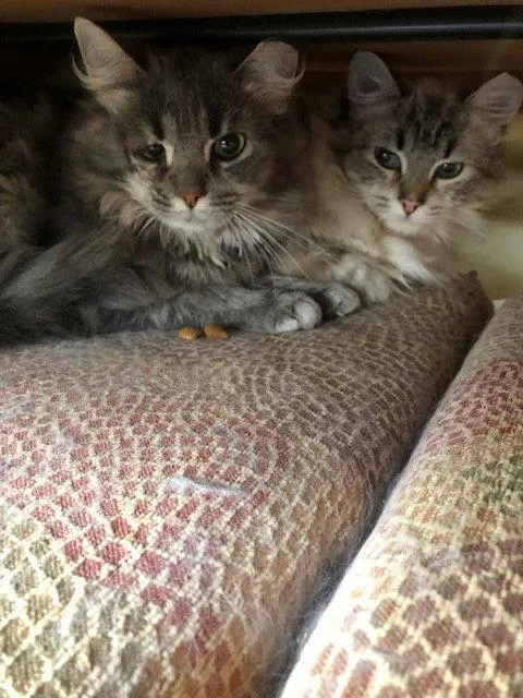 A young medium-sized female Domestic Long Hair cat named Lacey Bonded With Lance for adoption in Macedonia, OH