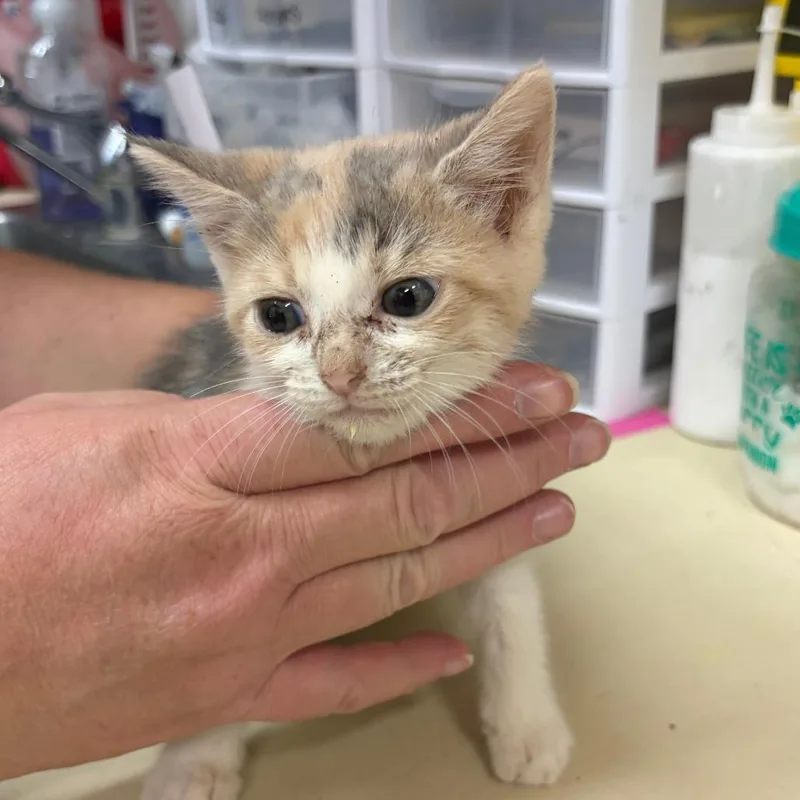 A baby small-sized female White Domestic Medium Hair cat named Wisp for adoption in Ardmore, OK