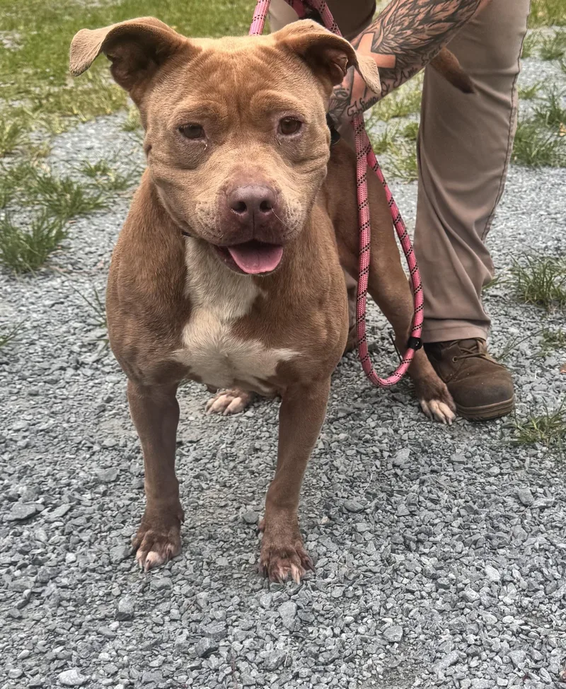An adult medium-sized female American Bulldog dog named Nina for adoption in Elizabethtown, NC