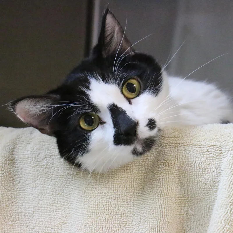 An adult medium-sized male Black Domestic Short Hair cat named Luigi for adoption in Pasadena, CA