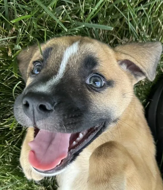 A baby small-sized male Black Mouth Cur dog named Benny for adoption in Lees Summit, MO