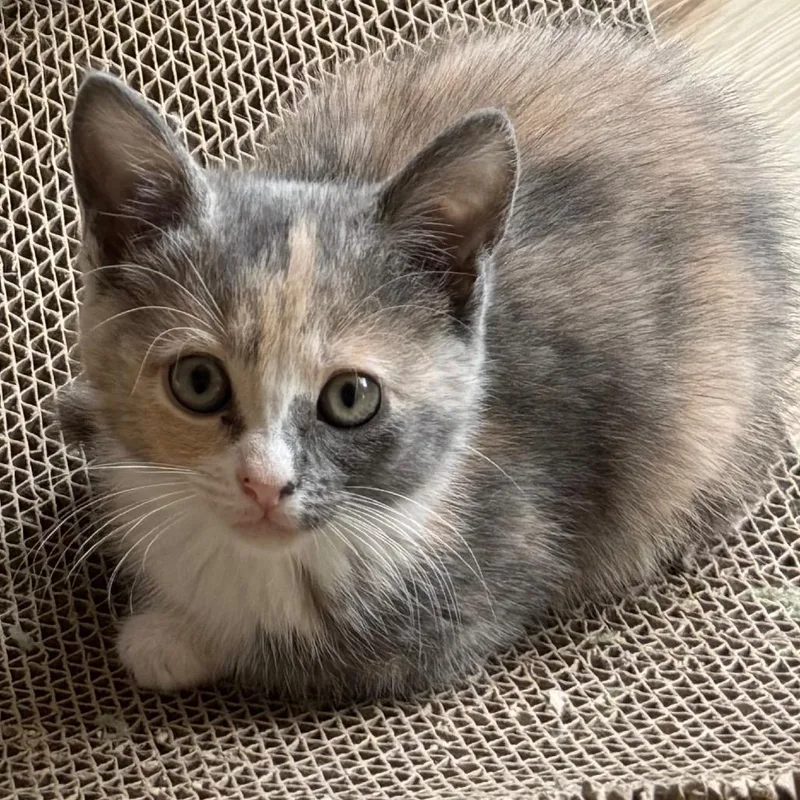 A baby small-sized female Calico Domestic Medium Hair cat named Tangy for adoption in Pleasanton, CA