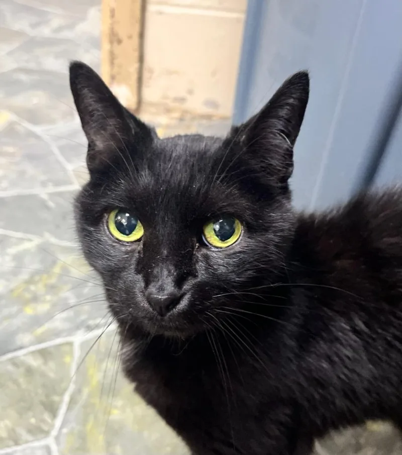 A senior small-sized female Domestic Short Hair cat named June for adoption in Shorewood, IL