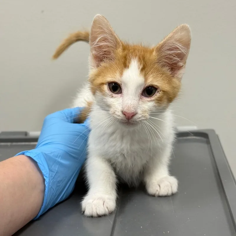 A baby small-sized male Orange / Red Domestic Short Hair cat named Apricot for adoption in Spring Hill, KS