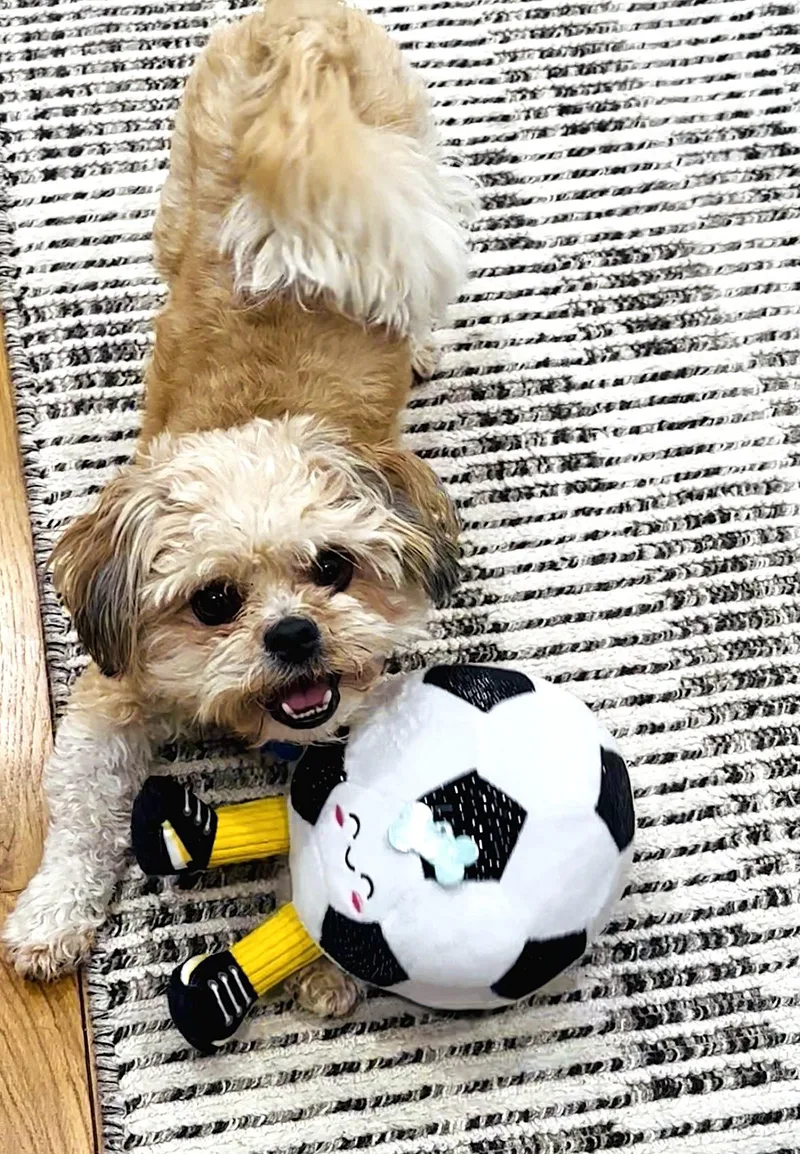 An adult small-sized male Shih Tzu dog named Teddy for adoption in Worcester, MA