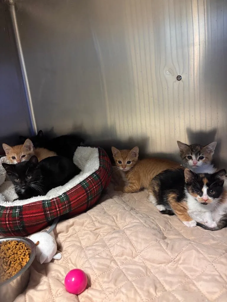 A baby medium-sized female Domestic Short Hair cat named Dorothy for adoption in Port Jervis, NY
