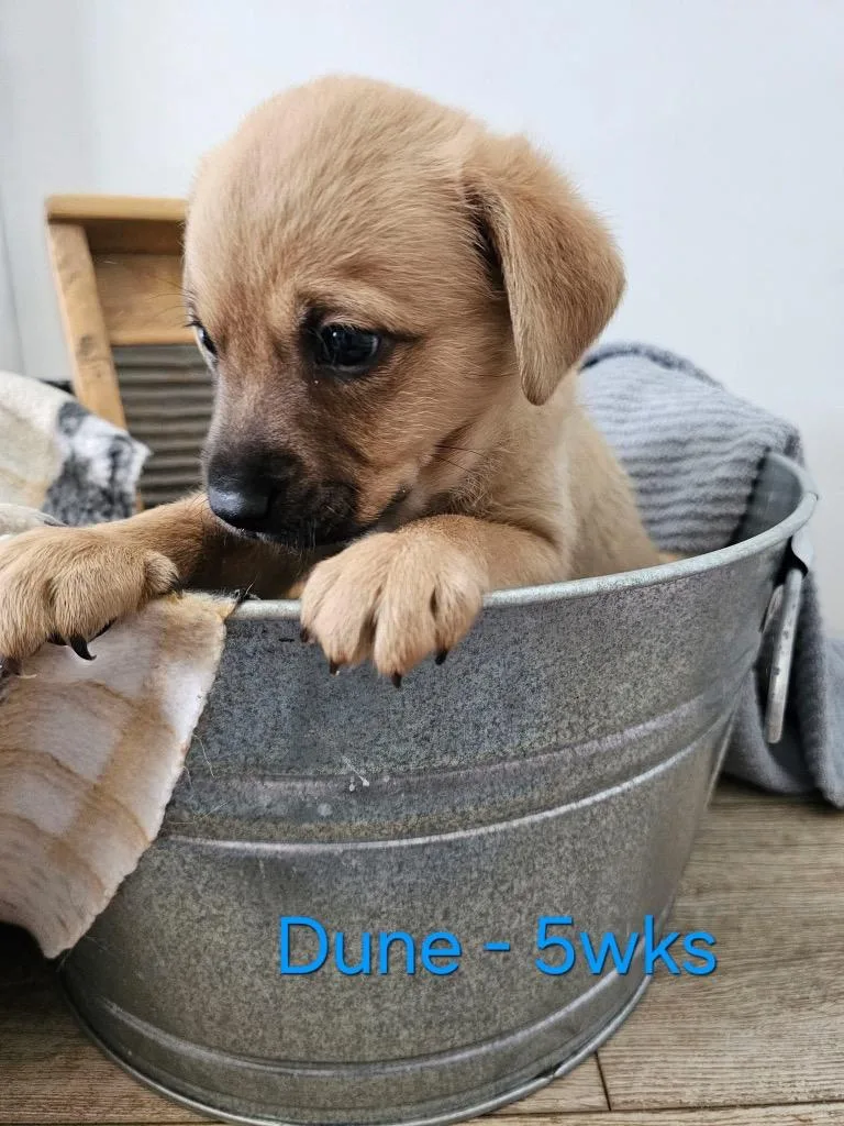 Dune $ thumbnail 2