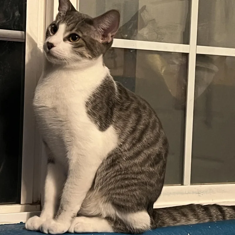 A baby large-sized male Tabby cat named Gizmo for adoption in Palm Desert, CA