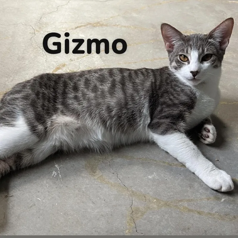 Gizmo thumbnail 2