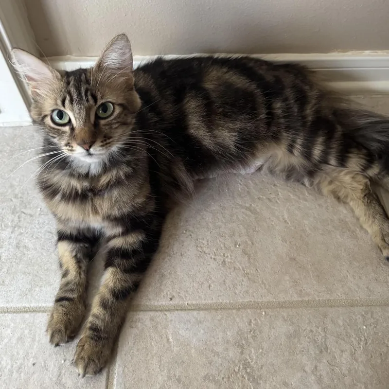 A young medium-sized female Calico Domestic Medium Hair cat named Sabrina for adoption in Houston, TX