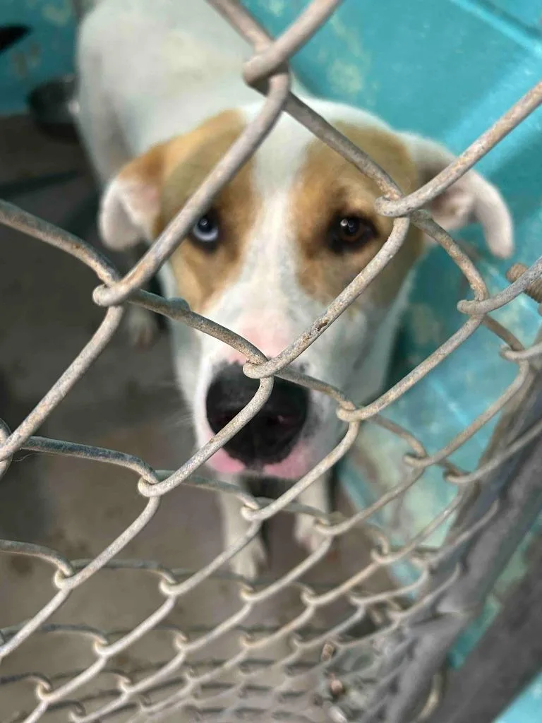 An adult large-sized male Mixed Breed dog named Cairo for adoption in Glen Rose, TX