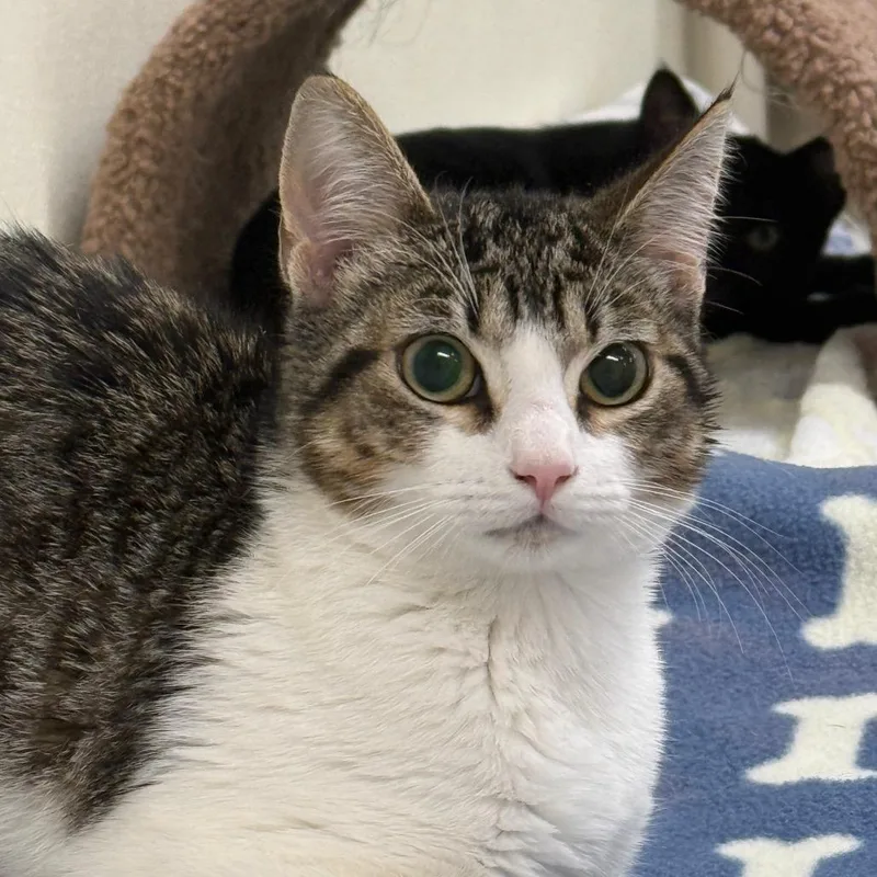 A baby small-sized female Brown / Chocolate Domestic Short Hair cat named Stardust for adoption in Fort Bragg, CA
