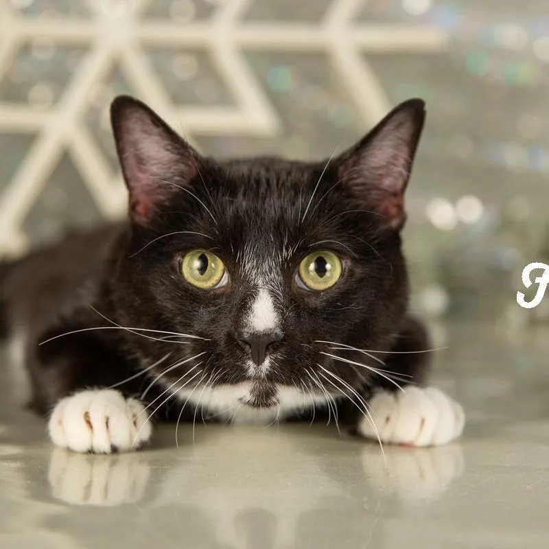 An adult small-sized male Black Domestic Short Hair cat named Felix for adoption in Springfield, MO