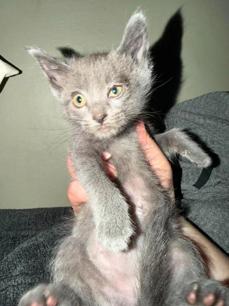 A baby medium-sized female Domestic Short Hair cat named Mortadella for adoption in Cloquet, MN