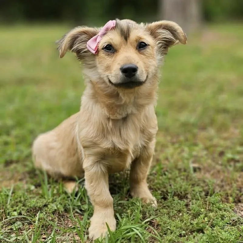 A baby medium-sized female Merle (Red) Mixed Breed dog named Pippa for adoption in BONIFAY, FL