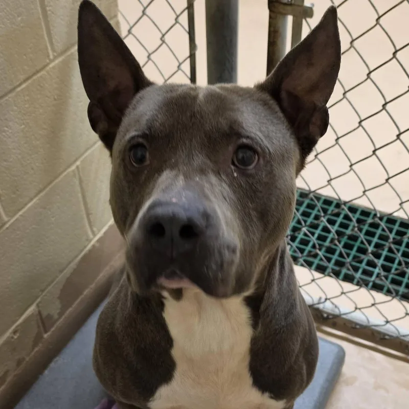 An adult medium-sized male Gray / Blue / Silver American Staffordshire Terrier dog named Wu for adoption in Danville, VA