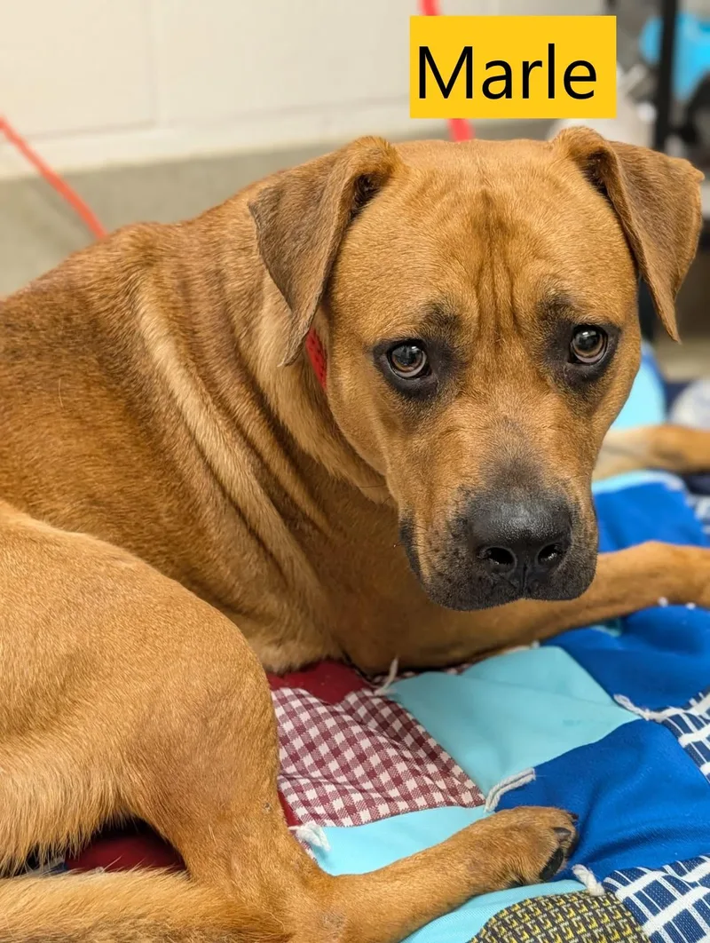 An adult medium-sized female Black Mouth Cur dog named Marle for adoption in Mount Vernon, OH