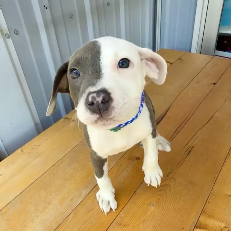 A baby small-sized female Gray / Blue / Silver Mixed Breed dog named Astra DI for adoption in Union, MO