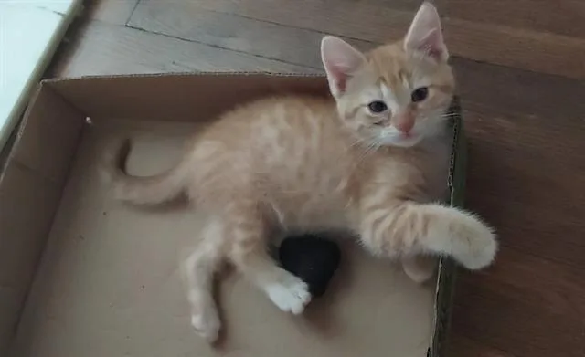 A baby small-sized male Domestic Short Hair cat named Scooby for adoption in Charlotte, NC