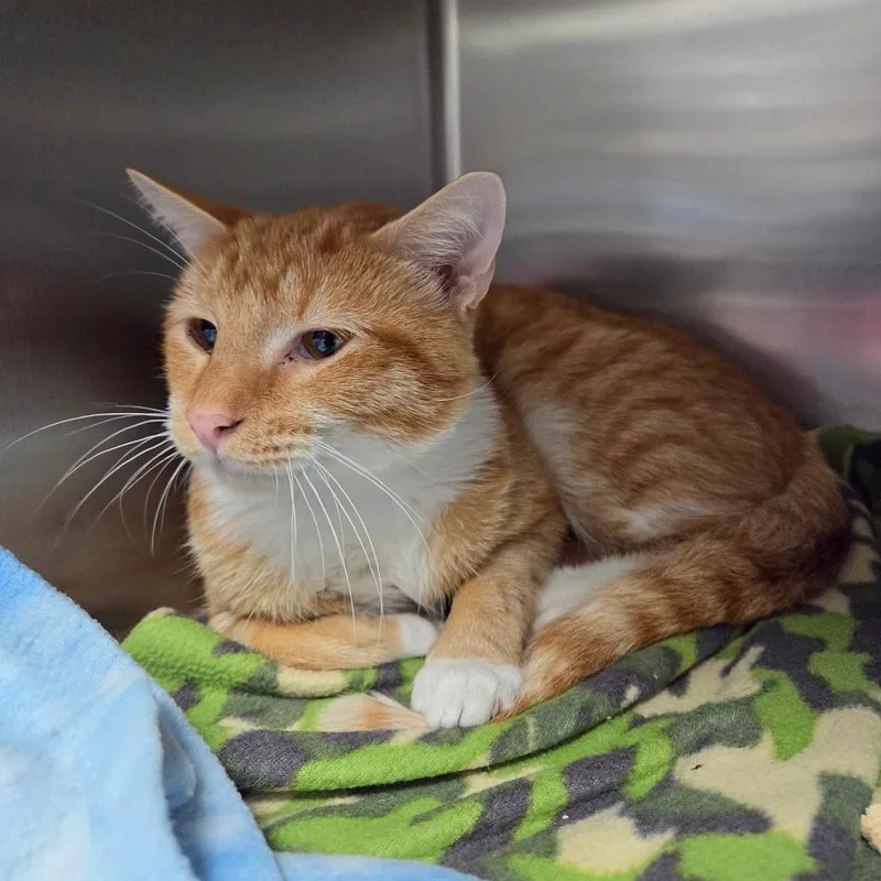 An adult medium-sized male Orange / Red Domestic Short Hair cat named Scruff for adoption in Windsor, VA