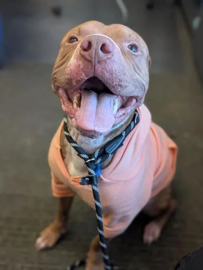 Tomato Pie thumbnail 2