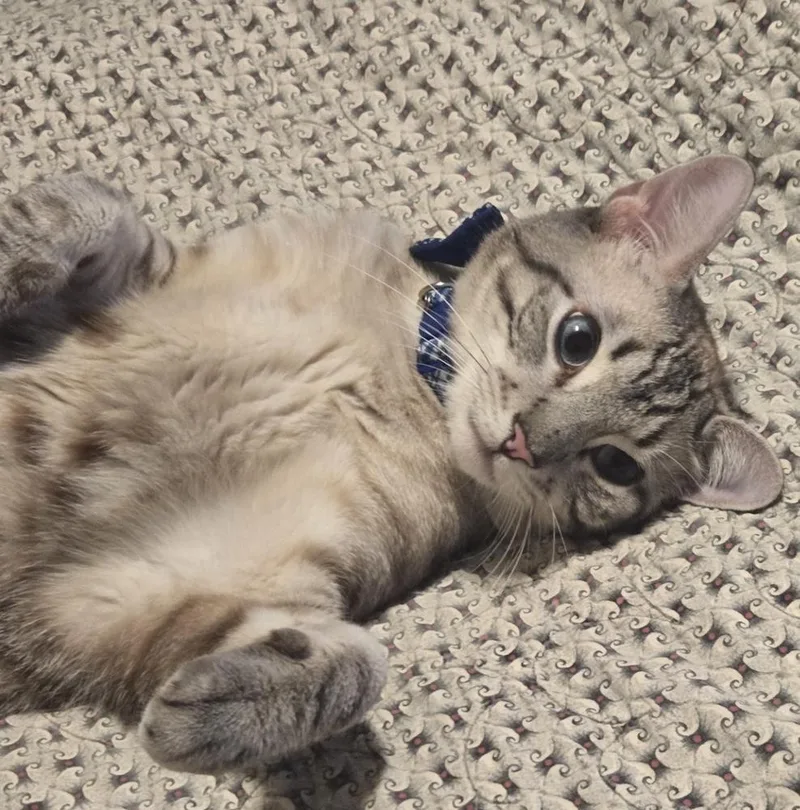 A baby medium-sized male Tabby (Tiger Striped) Tabby cat named Omar for adoption in North Highlands, CA