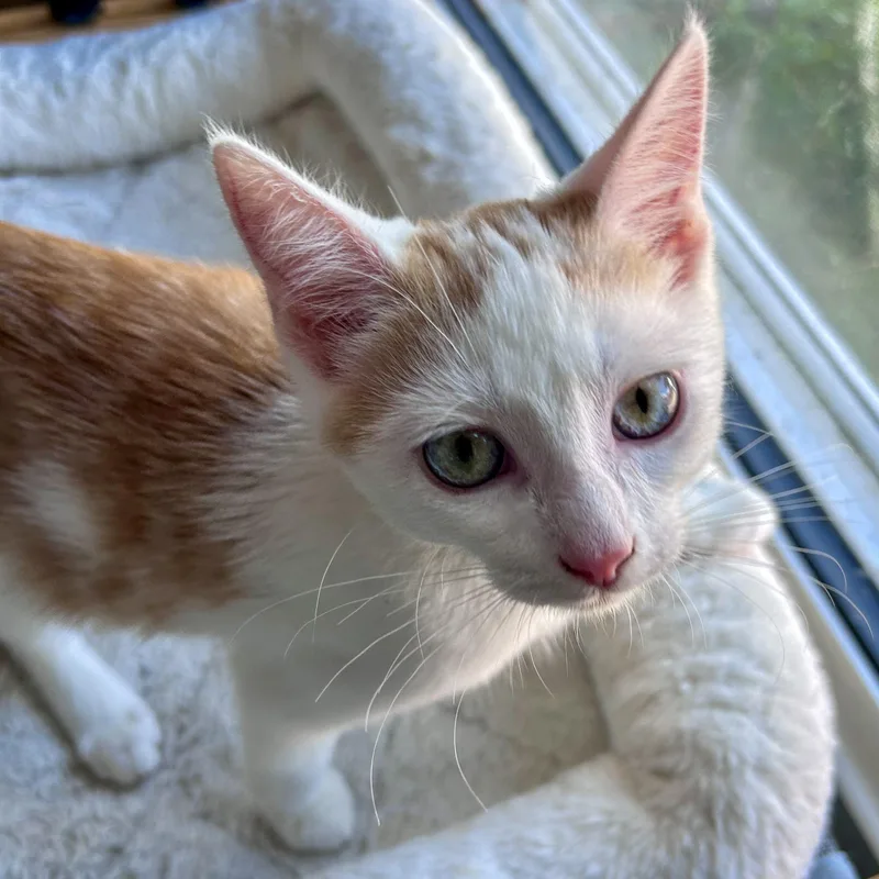 A baby small-sized male Domestic Short Hair cat named Atlas for adoption in Fishers, IN