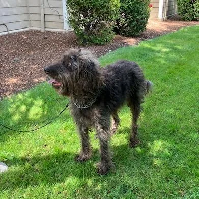 A senior large-sized male Brown / Chocolate Labradoodle dog named Charlie for adoption in Corvallis, OR