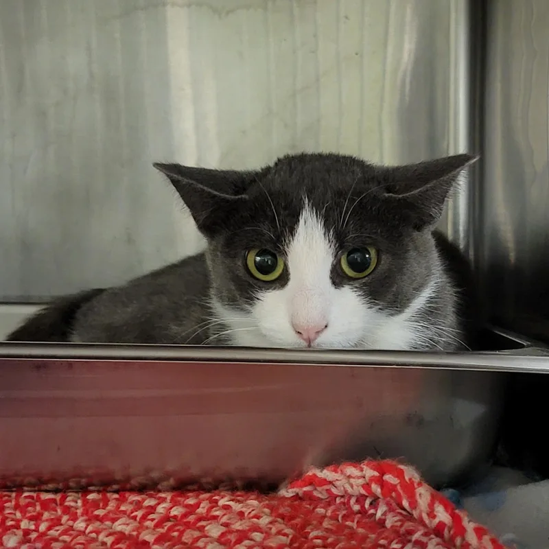 Mrs. Thumbs thumbnail 3