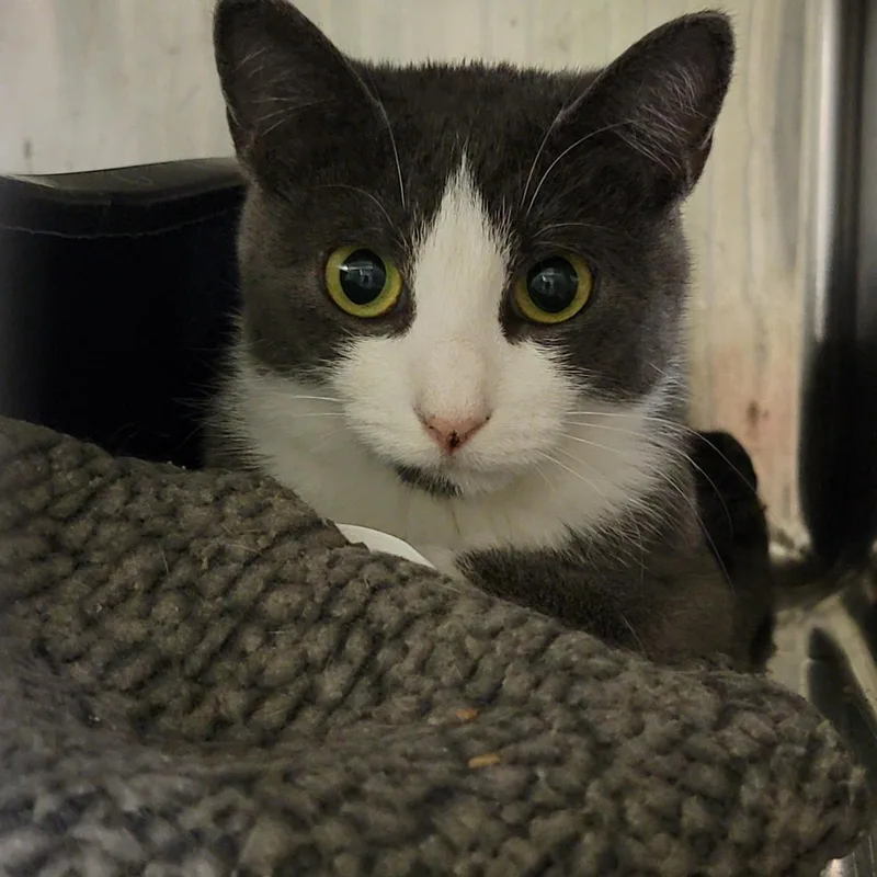 Mrs. Thumbs thumbnail 4