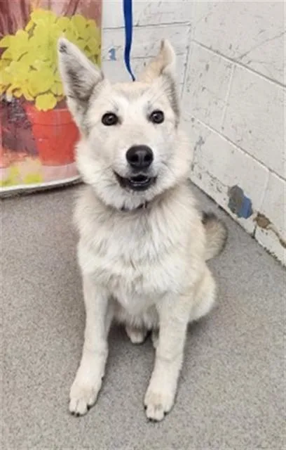 A young medium-sized female Siberian Husky dog named Angelcake for adoption in San Bernardino, CA