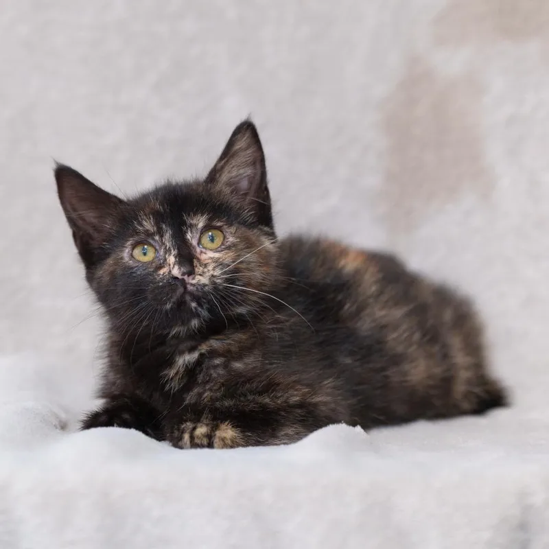 A baby small-sized female Tortoiseshell Domestic Short Hair cat named Wren for adoption in Sunnyvale, CA