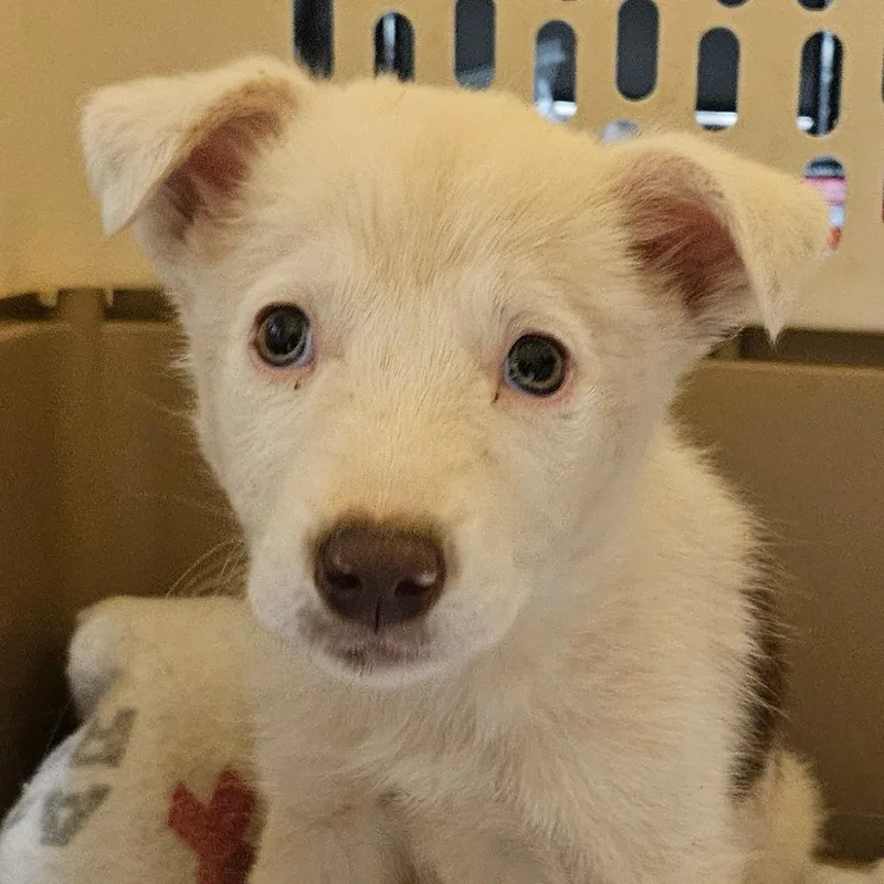 A baby small-sized female White / Cream Border Collie dog named Moose for adoption in Columbus, NC