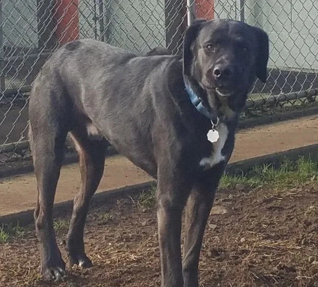 Braveheart thumbnail 3