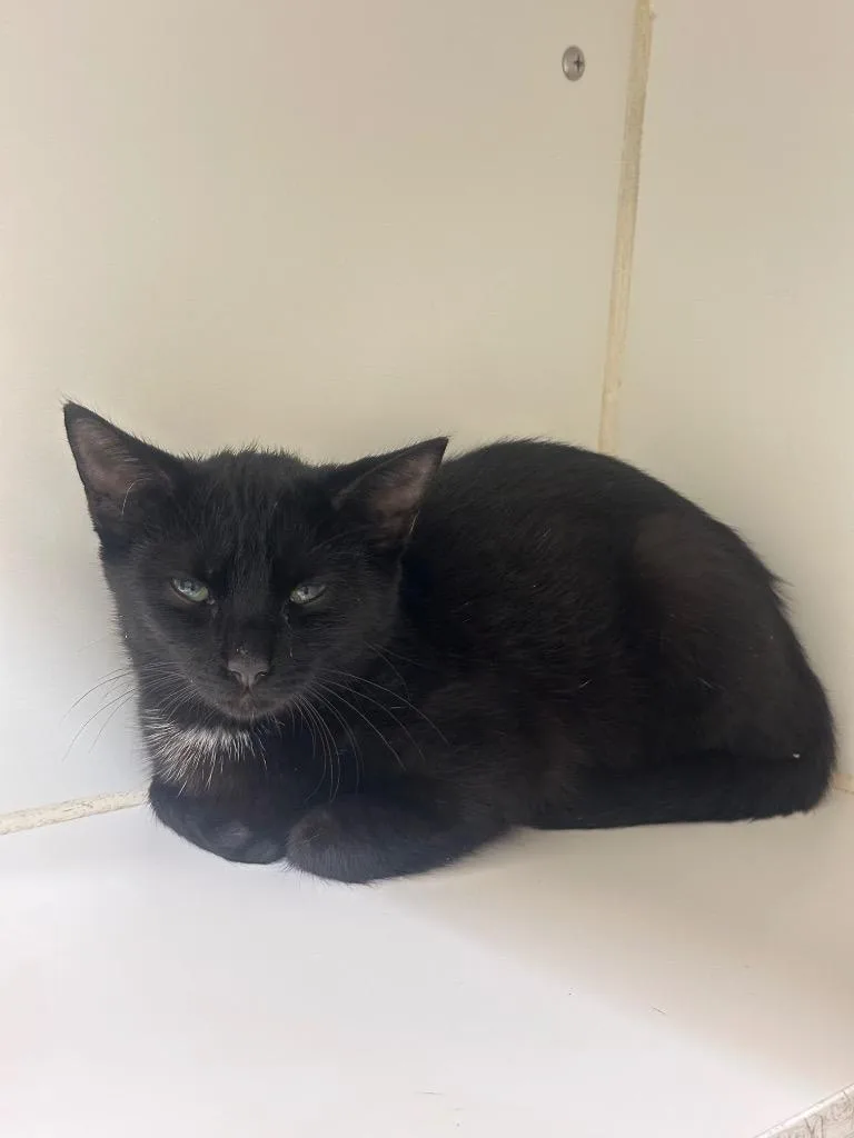 A baby medium-sized male Domestic Short Hair cat named Baby Sid for adoption in Johnson City, TN
