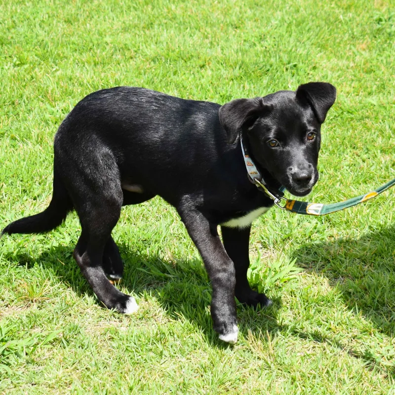 A baby medium-sized male Black Mixed Breed dog named Rocky for adoption in Searcy, AR