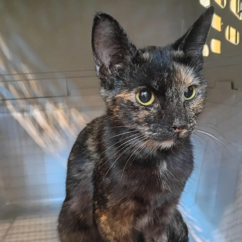 A baby medium-sized female Tortoiseshell Domestic Short Hair cat named Plumeria for adoption in Lynchburg, VA