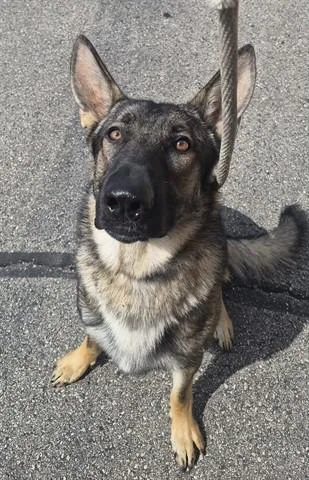 A young large-sized male German Shepherd Dog dog named Kooper for adoption in Dayton, OH