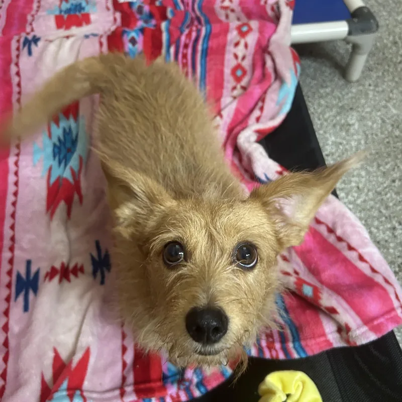 An adult small-sized male Apricot / Beige Dachshund (Long Haired) dog named Marley for adoption in Hendersonville, TN