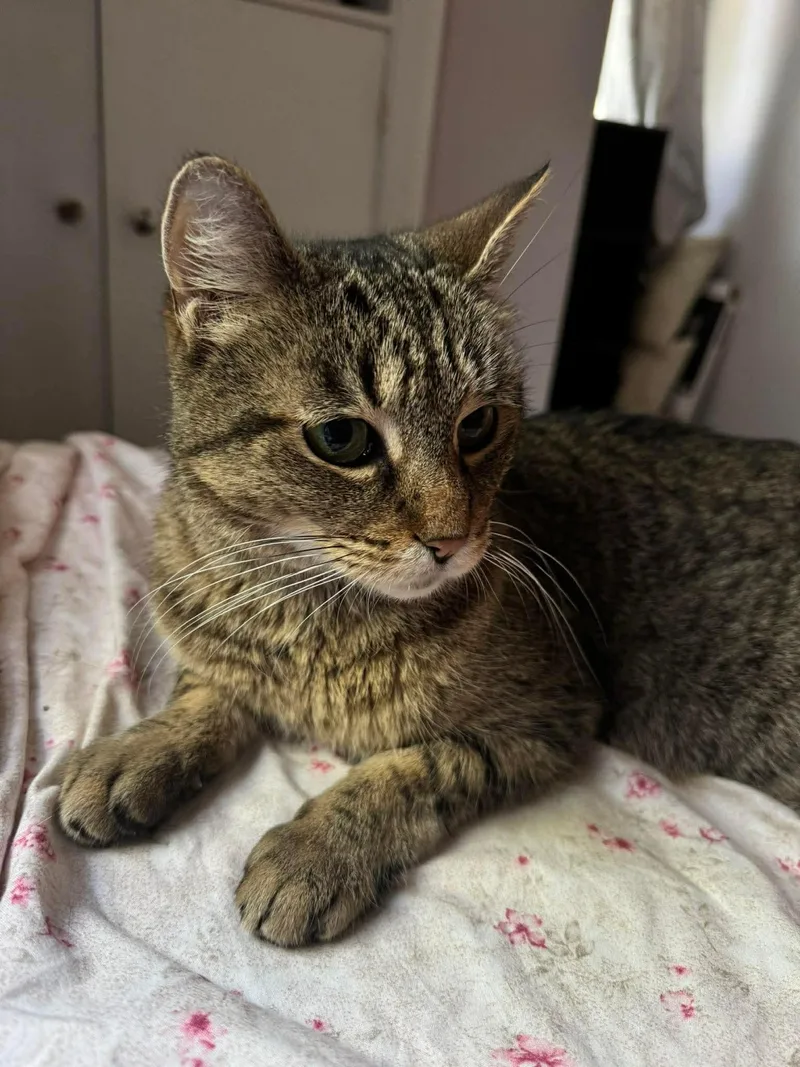A young medium-sized female Domestic Short Hair cat named Missy for adoption in Rochester , NY