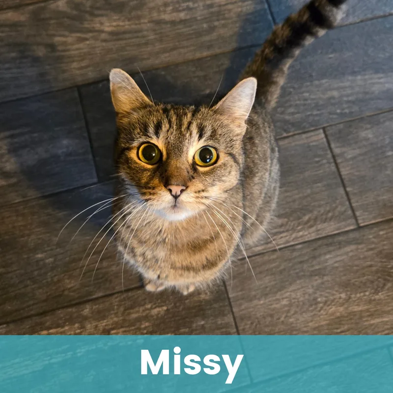 Missy thumbnail 5