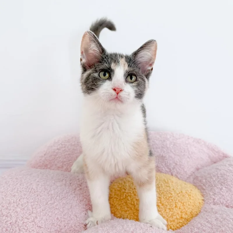 A young medium-sized female Dilute Calico cat named Wanda for adoption in New Orleans, LA