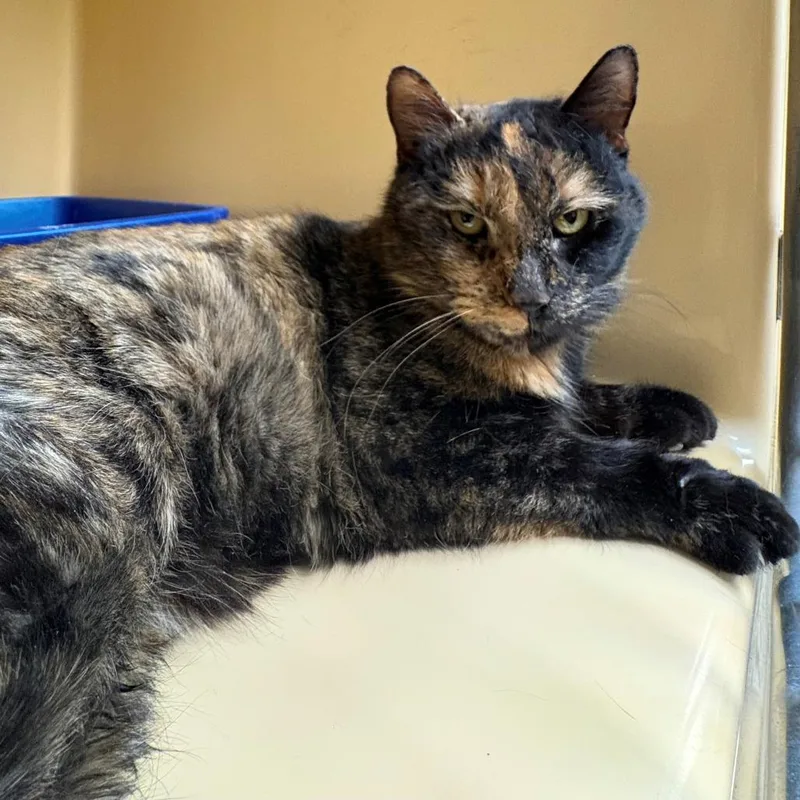 A young medium-sized female Tortoiseshell Domestic Short Hair cat named Dora for adoption in East Hanover, NJ
