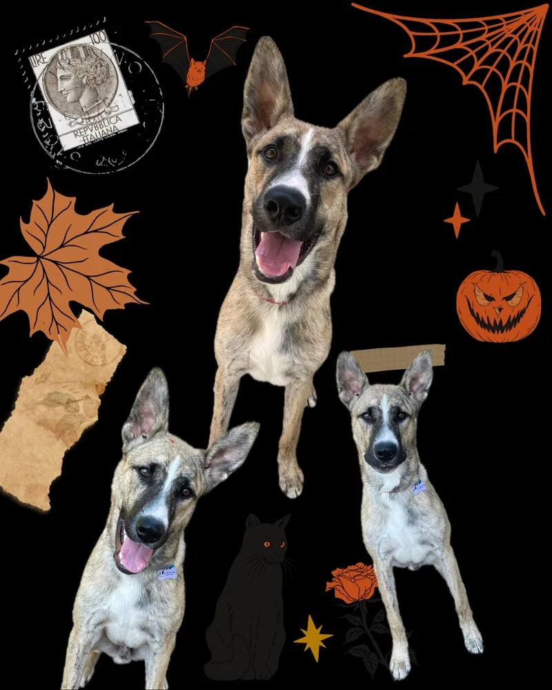 A young medium-sized male Shepherd dog named Brody for adoption in Woodland Hills, CA