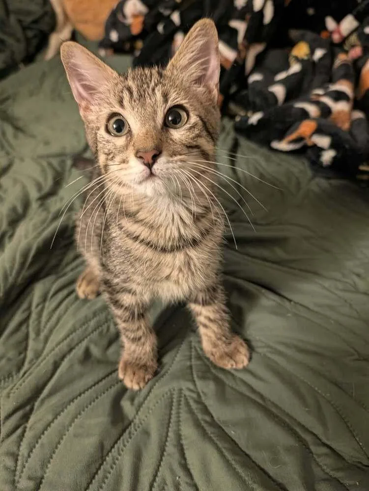 A baby medium-sized male Tabby (Brown / Chocolate) Domestic Short Hair cat named Champ for adoption in tucson, AZ