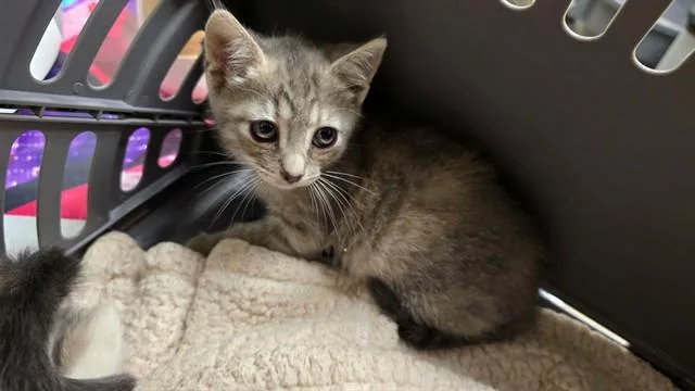 A baby small-sized female Domestic Short Hair cat named Brie for adoption in Riverside, CA