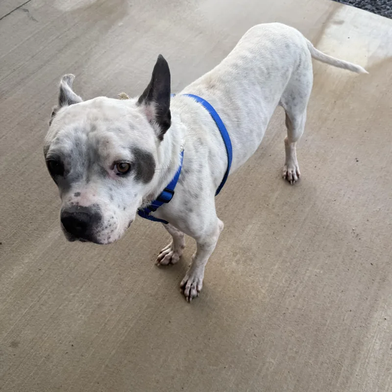 An adult medium-sized male English Bulldog dog named Doug for adoption in Pottsboro, TX