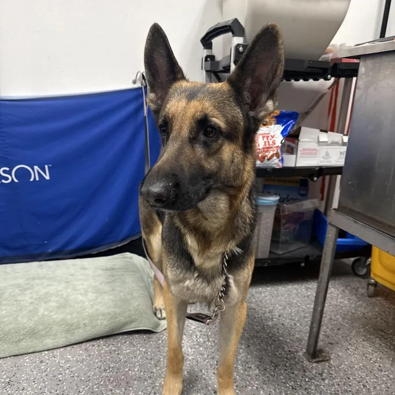 An adult large-sized female Black German Shepherd Dog dog named Dana for adoption in Henderson, NV